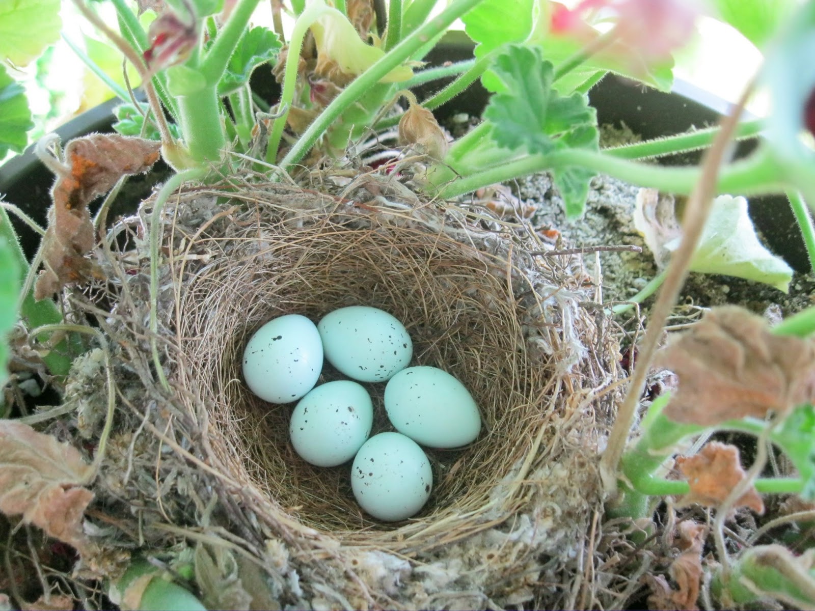 A Handful of Everything House Finch Nests