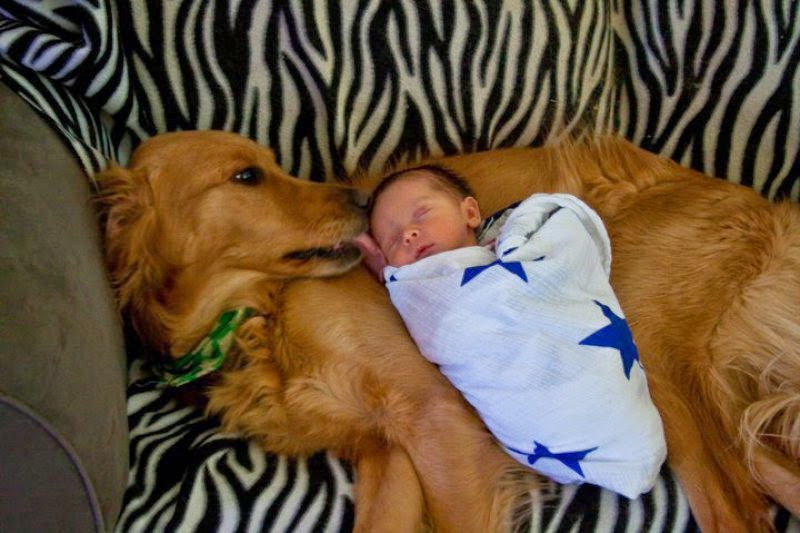 Baby Sleeping With Dog Fantastic Materials