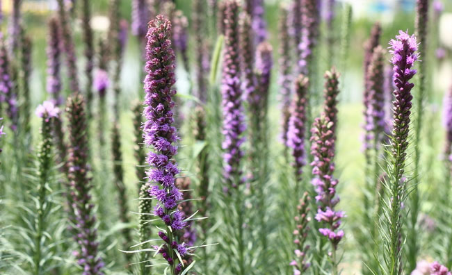 Blazing Star Flowers