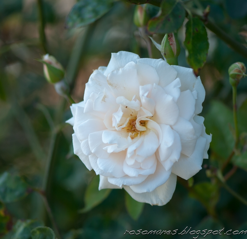 A Rose is a Rose... Roses at the Heritage