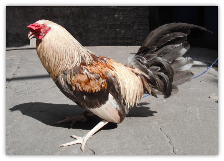 Imagenes de gallos giros cenizos Imagui