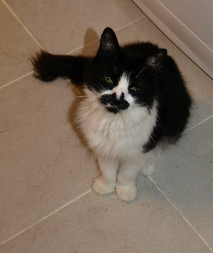 To Helen Back Daisy's Story A Cat's Tale