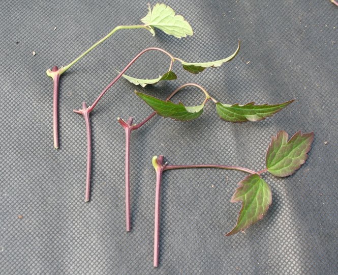 How to… take clematis cuttings. Sue Beesley