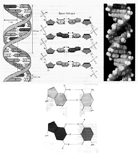 struktur double helix DNA dan komponen-komponen penyusunnya