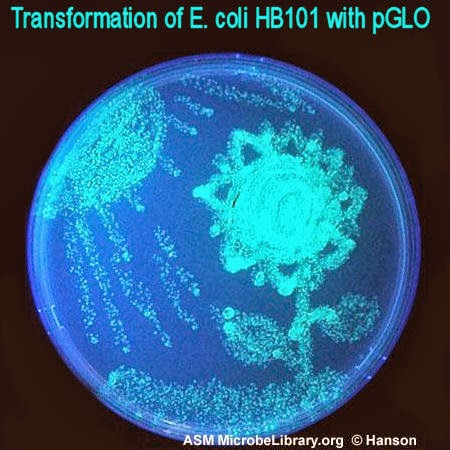 transformation of escherichia coli with pglo Plasmid into e coli by transformation laboratory exercise you will change the genotype of escherichia coli in the pglo plasmid. transformation of escherichia coli with pglo Plasmid into e coli by transformation laboratory exercise you will change the genotype of escherichia coli in the pglo plasmid.