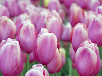 Tulipán, una flor con historia . tulipanes rosa