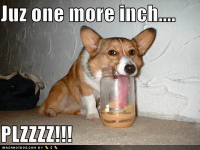 corgi2.jpg