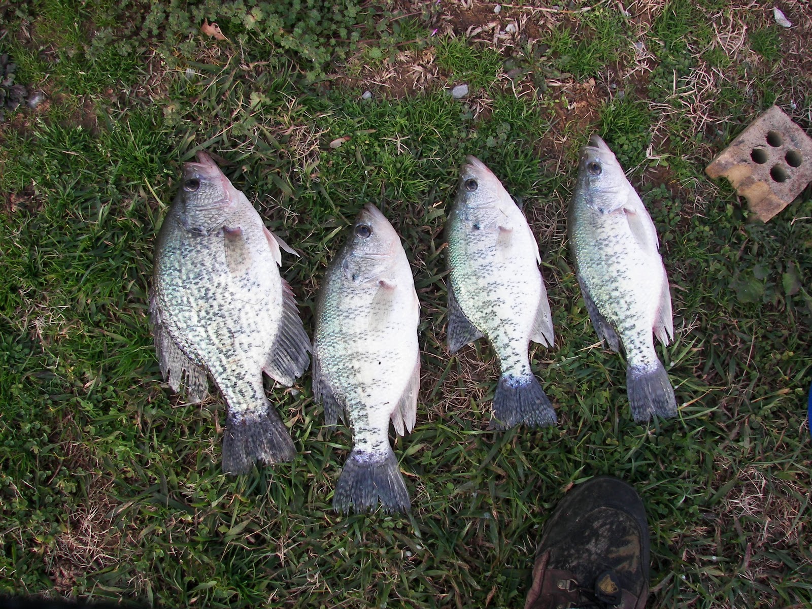 East Tn Crappie douglas Lake And Cherokee Lake Fishing east-tn-crappie-douglas-lake-and-cherokee-lake-fishing
