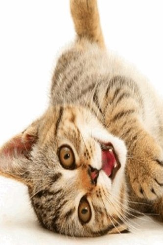 Health Problems in American Wirehair Cat