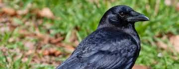 What you want How To Do: Describe The Sound A Crow Makes