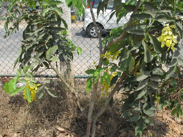 Nessy Designs Leatherleaf Mahonia