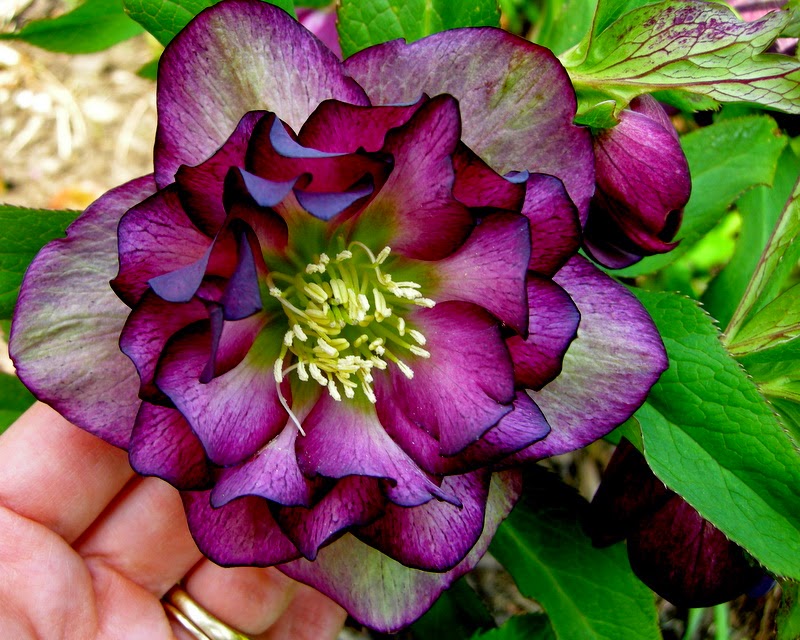flower homes hellebores flowers flower homes hellebores flowers