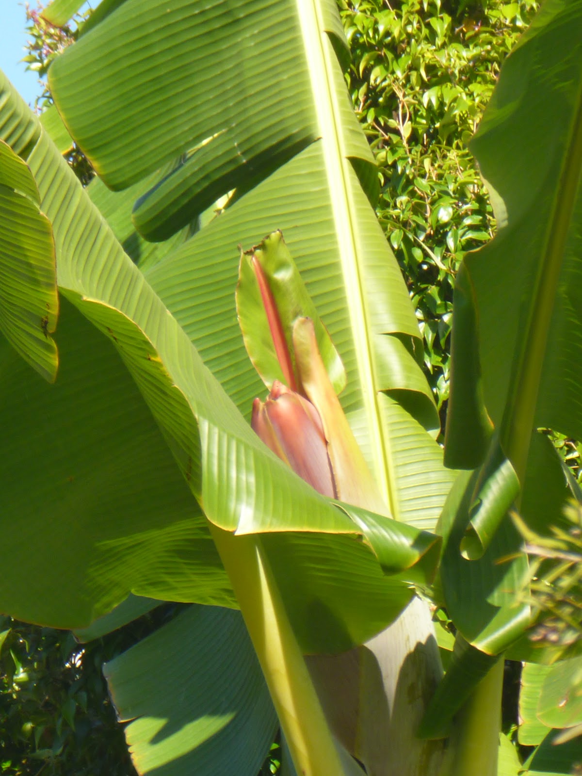 Gardening in Brisbane Suburbia Growing Banana in Brisbane 8km