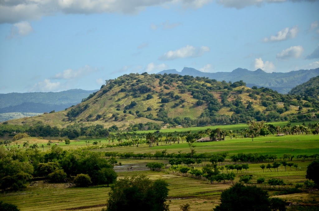 FLORA INDONESIA (Botanical Survival) FLORA, FAUNA DAN BENTANG ALAM