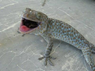 Toket+Terbesar Toket Terbesar http://castelloseventos.com.br/22/gecko-terbesar