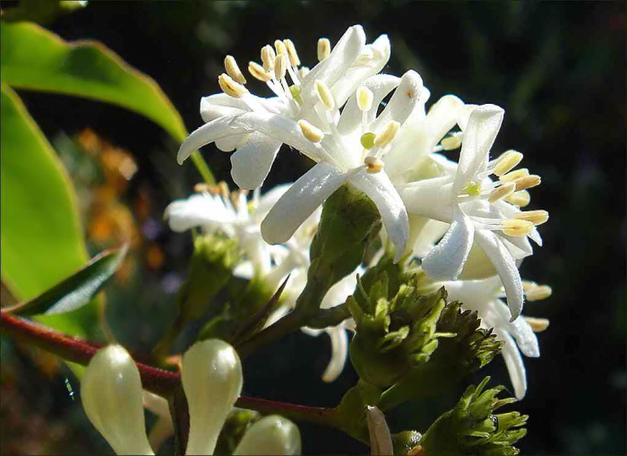 Meine Grune Leidenschaft September 2006