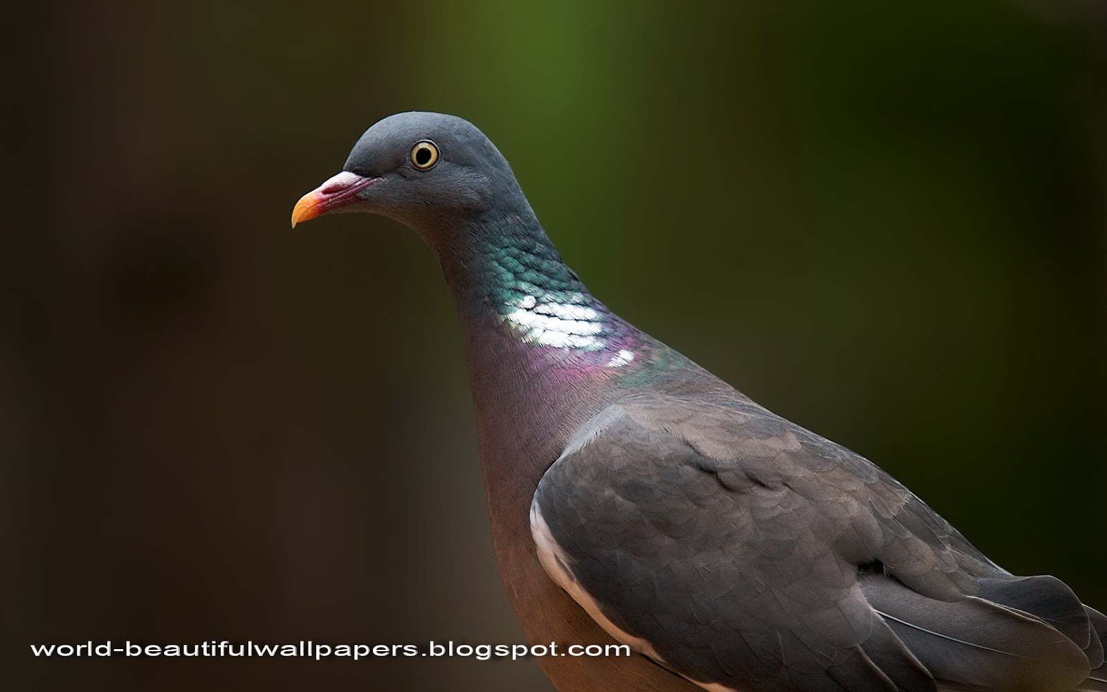 pigeon sex personals View casual sex personals, women looking for men in white pigeon, call girl classifieds and more find your local love here dating is supposed to be fun and fulfilling. pigeon sex personals View casual sex personals, women looking for men in white pigeon, call girl classifieds and more find your local love here dating is supposed to be fun and fulfilling.