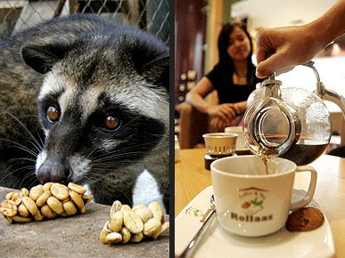 kopi luwak Kopi Terbaik dan Paling Mahal di Dunia