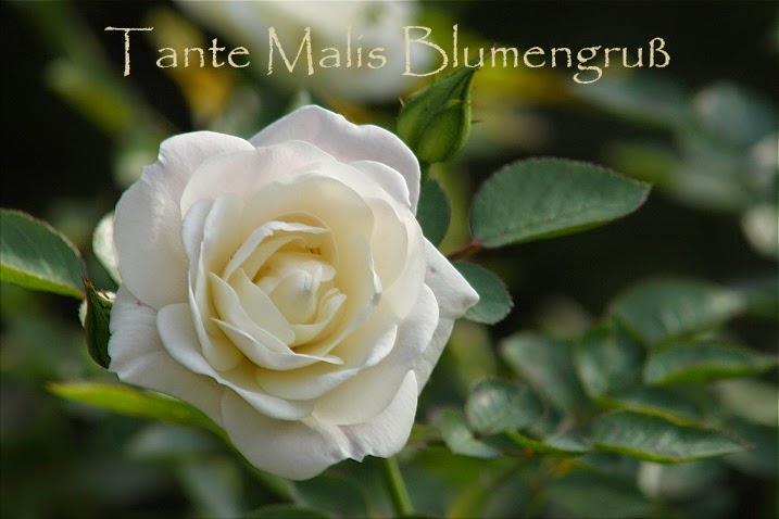 Tante Malis Gartenblog