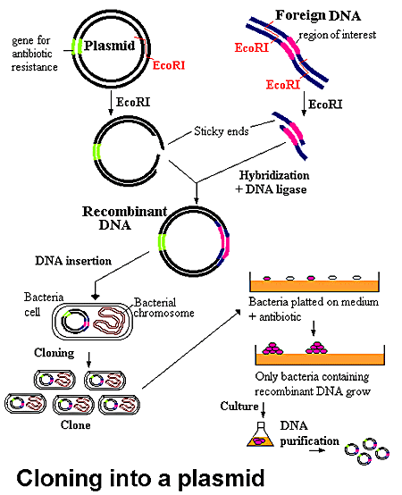 s biology 5 13 recombinant dna recombinant dna