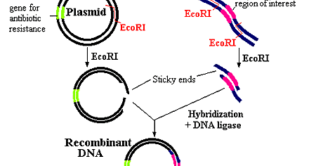Michelle's Biology (:: 5.13 Recombinant DNA