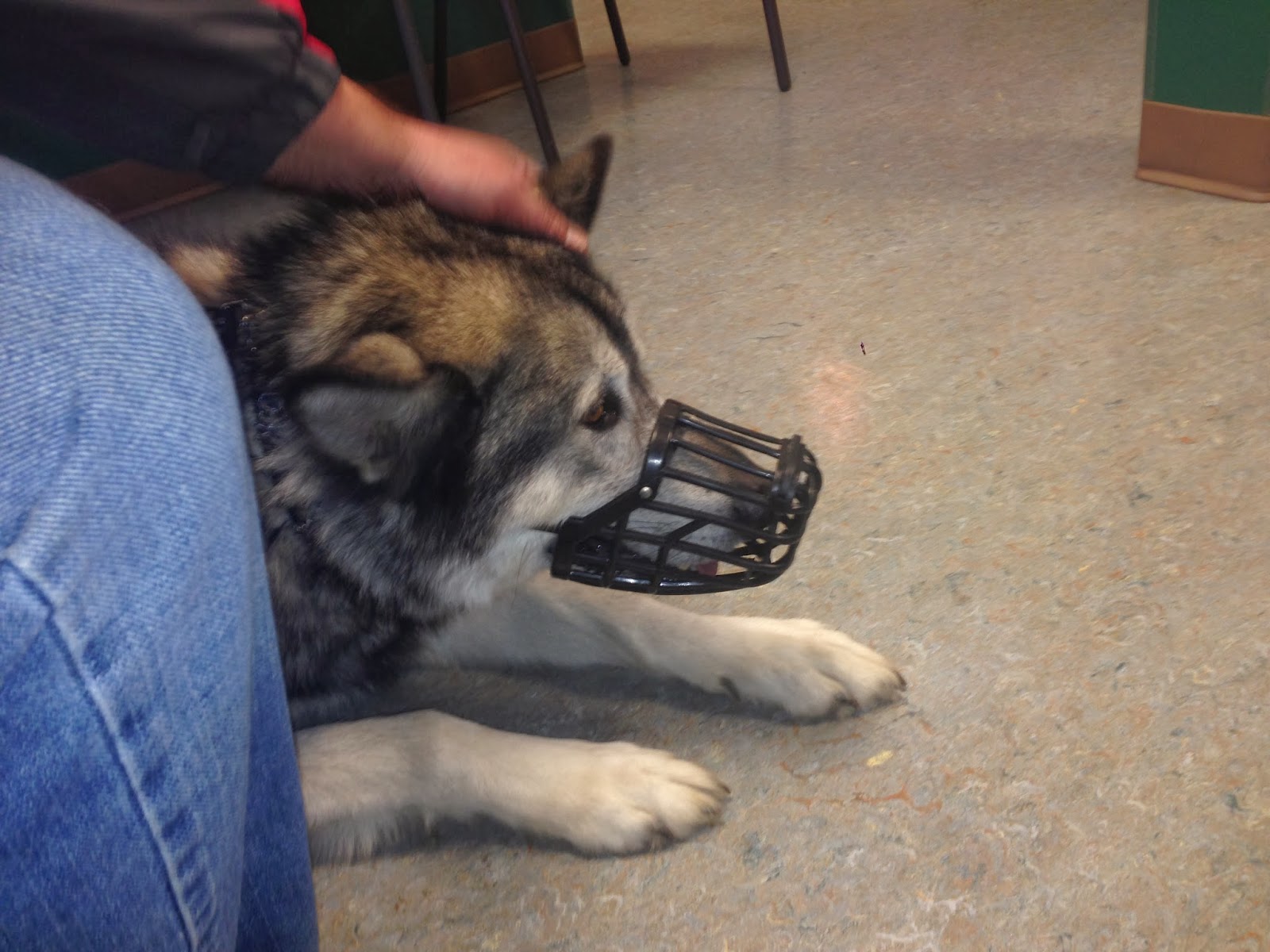 malamute sized muzzle, putting muzzle on a wolfdog