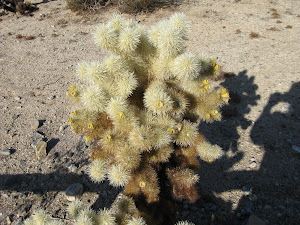 Cactus in bloom at
