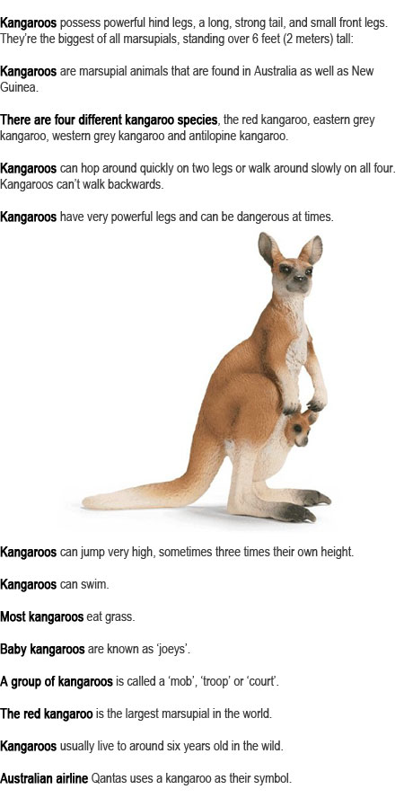 Childhood Education: Kangaroo facts for kids