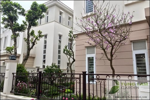 Thiết kế hồ cá Koi đẹp, sân vườn Splendora với hồ cá Koi mini, cá Koi Nhật thân thiện Thiết kế hồ cá Koi đẹp, sân vườn Splendora với hồ cá Koi mini, cá Koi Nhật thân thiện