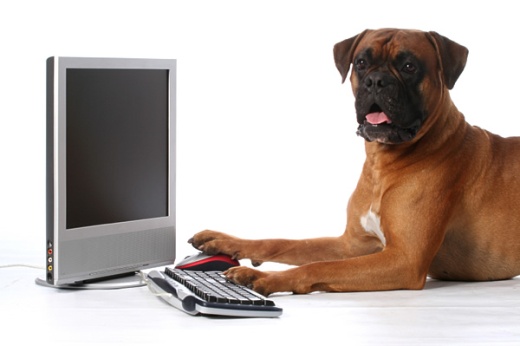 Dog-with-computer.jpg