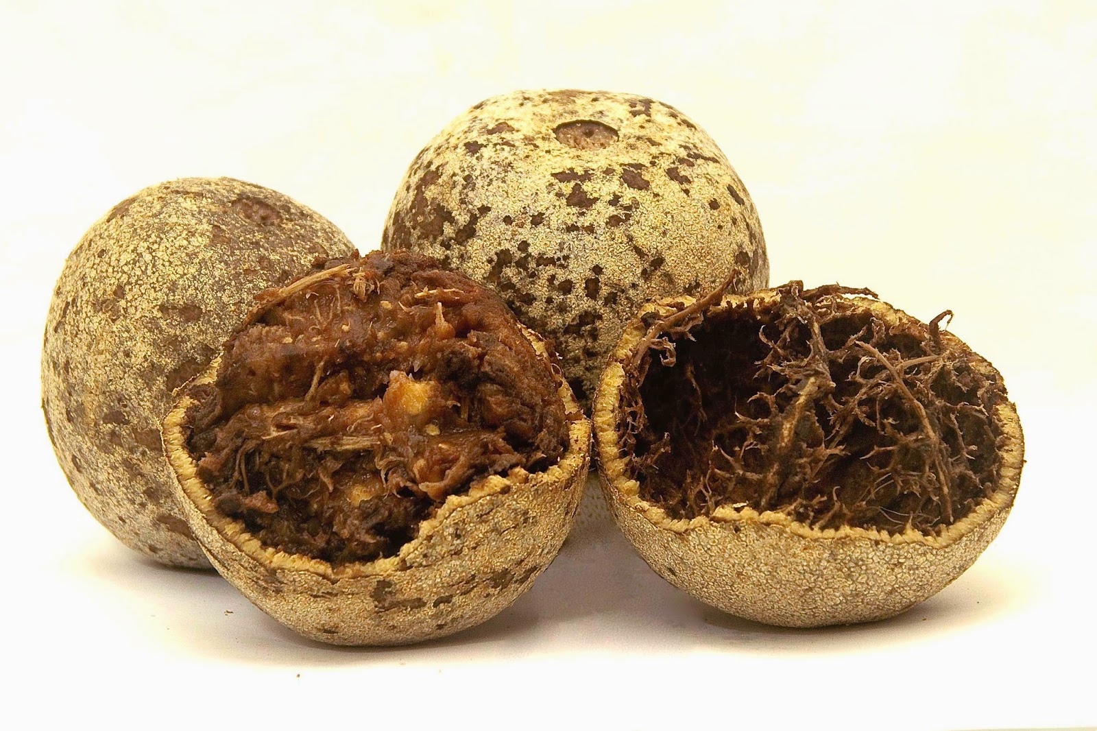 Wood Apple Ayurwedic Medicinal Benefits Wishwa Karma