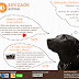 Campanha de crowdfunding Amizade Animal: fundir a fotografia com causas!