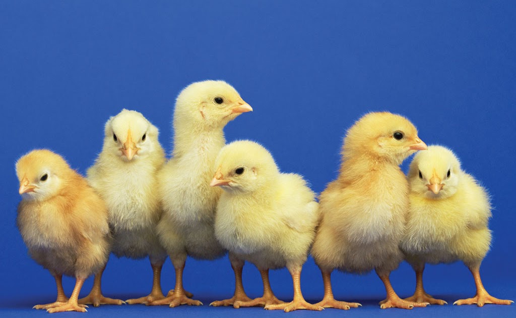 NOT WORTH MENTIONING! HAPPY LABOR DAY! HOW MUCH DOES A CHICKEN SEXER