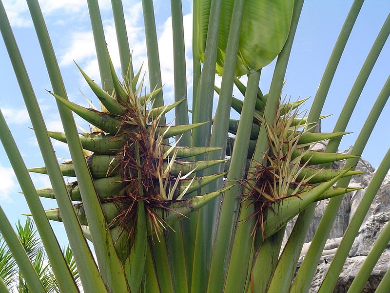 Ravenala madagascariensis - Wikispecies