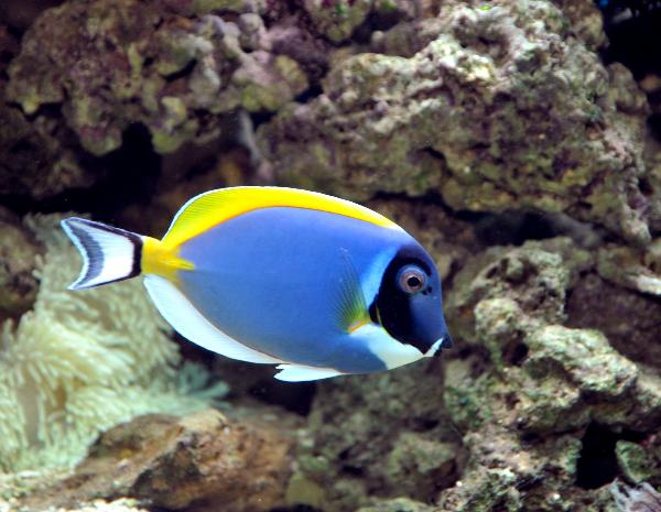 Best Frozen Food For Powder Blue Tang Best Frozen Food For Powder Blue Tang