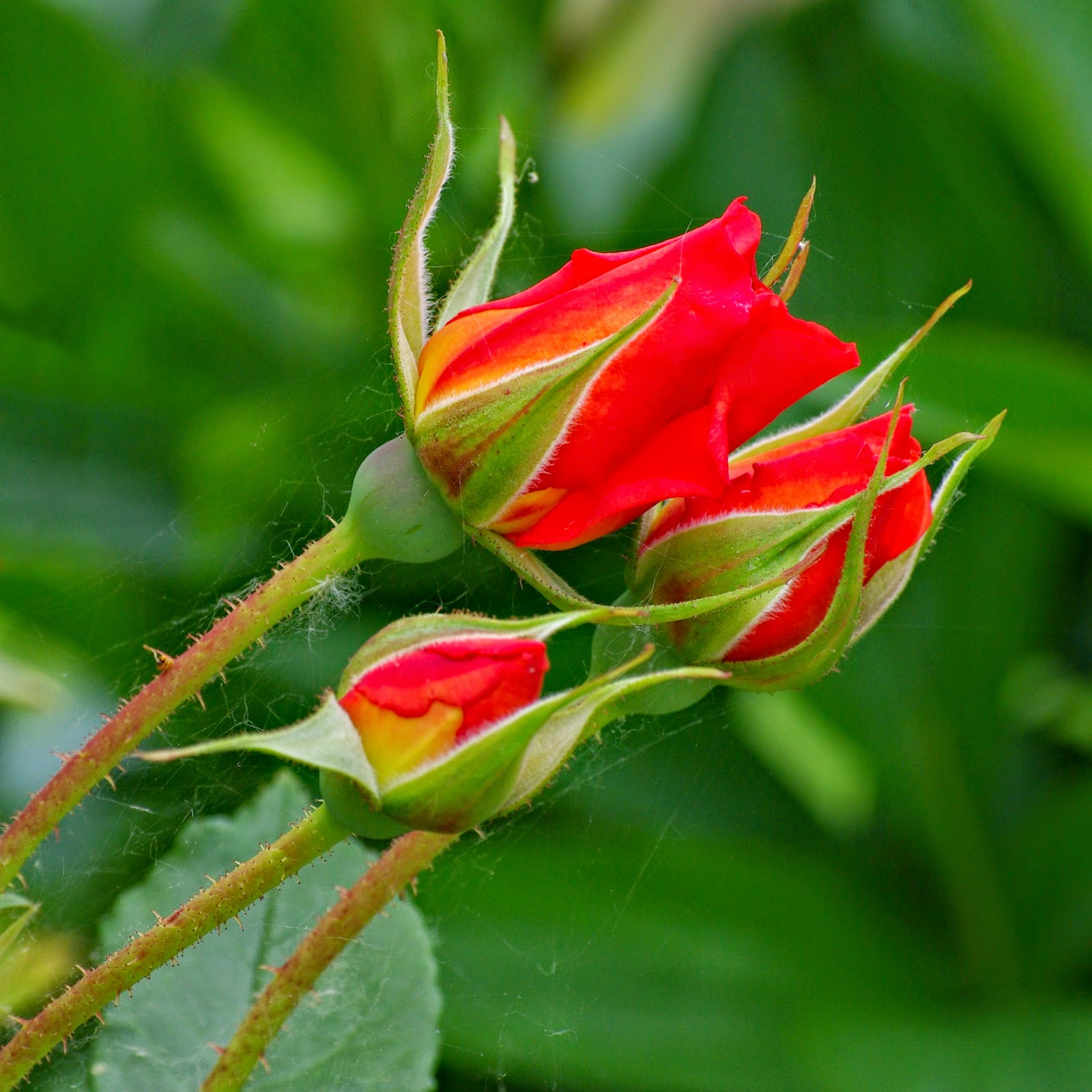 Rose Rose