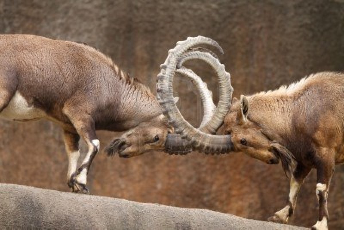 Cabras+en+lucha.jpg