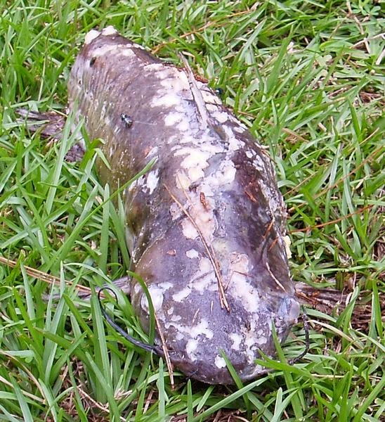 Adventures With Dear Miss Mermaid Child Of The Zombie Catfish