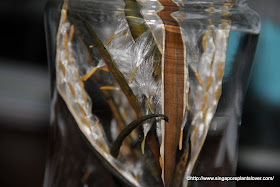 Oatsplanter Seed Seed Descriptions