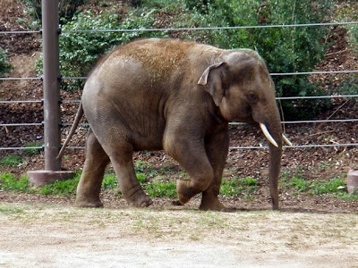 Billy the elephant