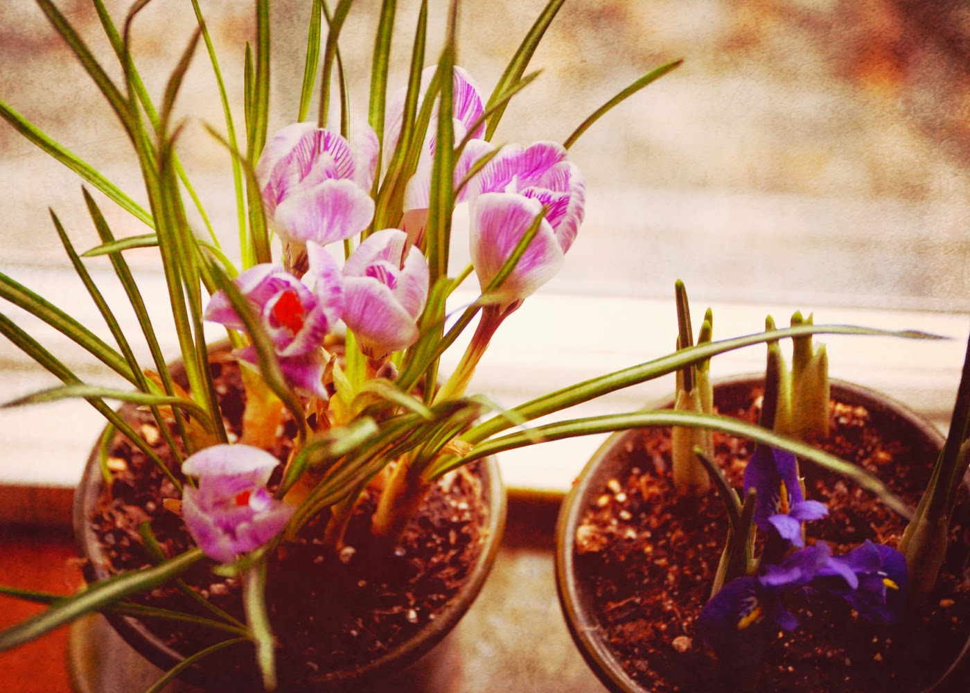 ZiBagz how to deal with cloudy . gray . foggy days