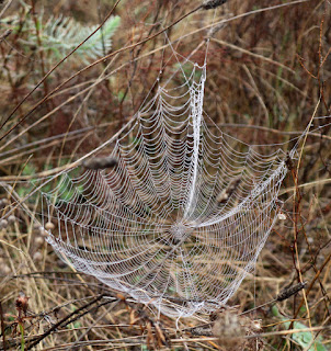Dew covered spiderweb Dew covered spiderweb