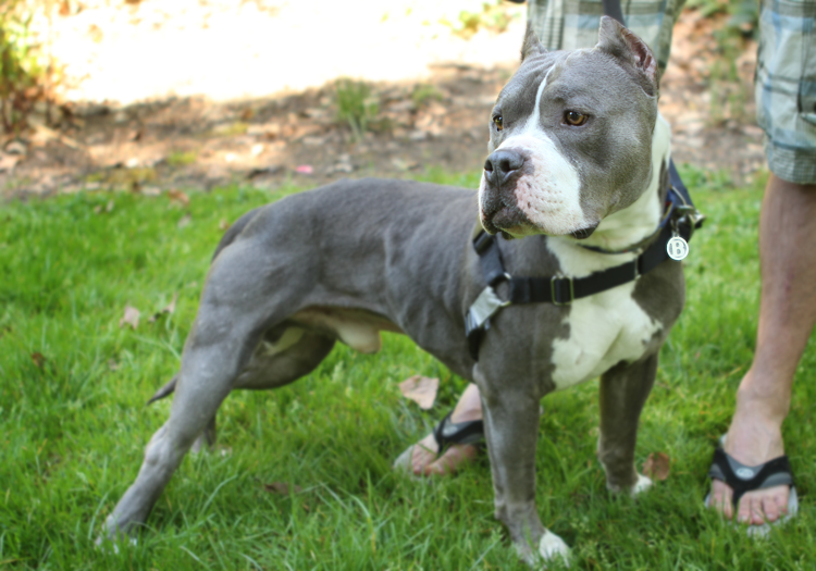 Shelter Dogs of Portland "BUTTER" a good fella