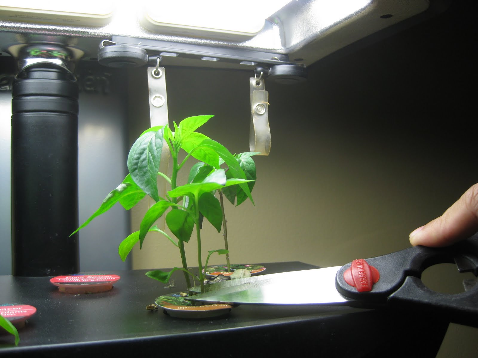 Transparent Shirt Fashion Et Moi