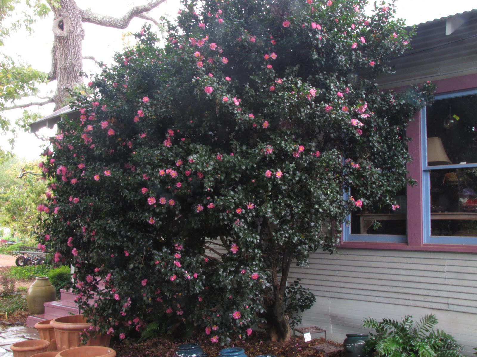 Nadezda S Northern Garden Conifers Delight The Eye