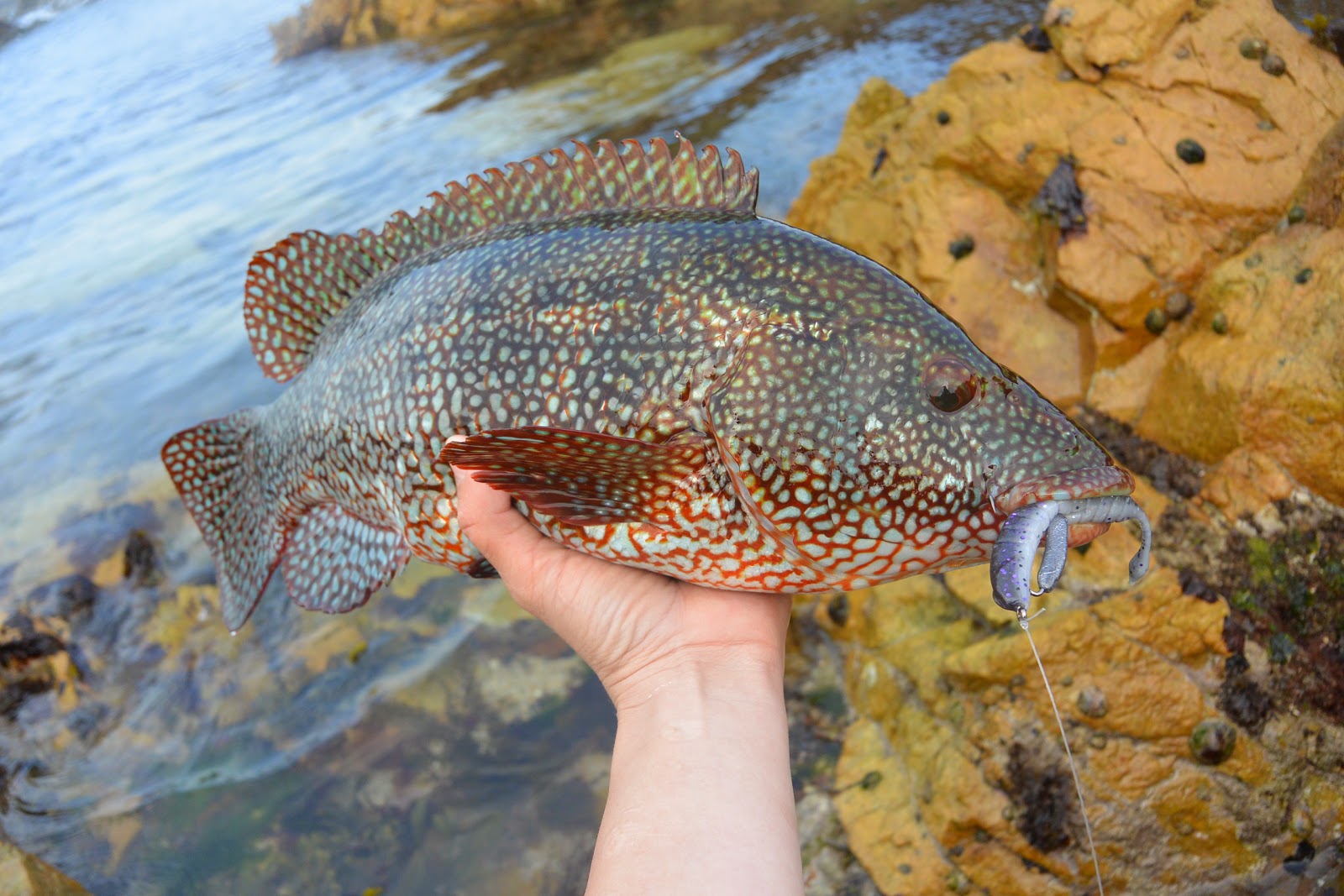 Game Of Lures Lure fishing for wrasse on Alderney with Molix lures