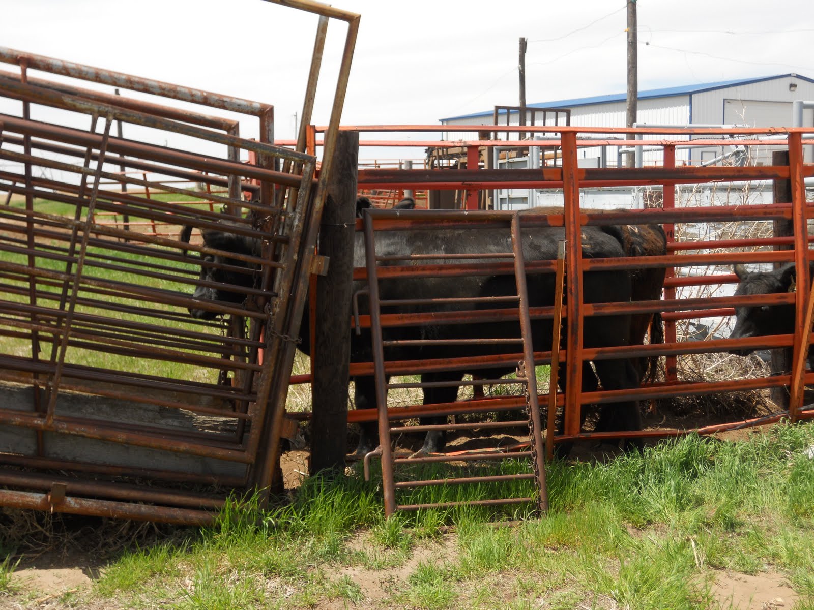 JW's Four Leaf Clover Hauling Cattle