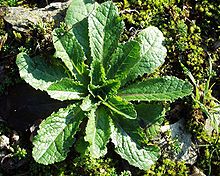 LACTUCA  SERRIOLA