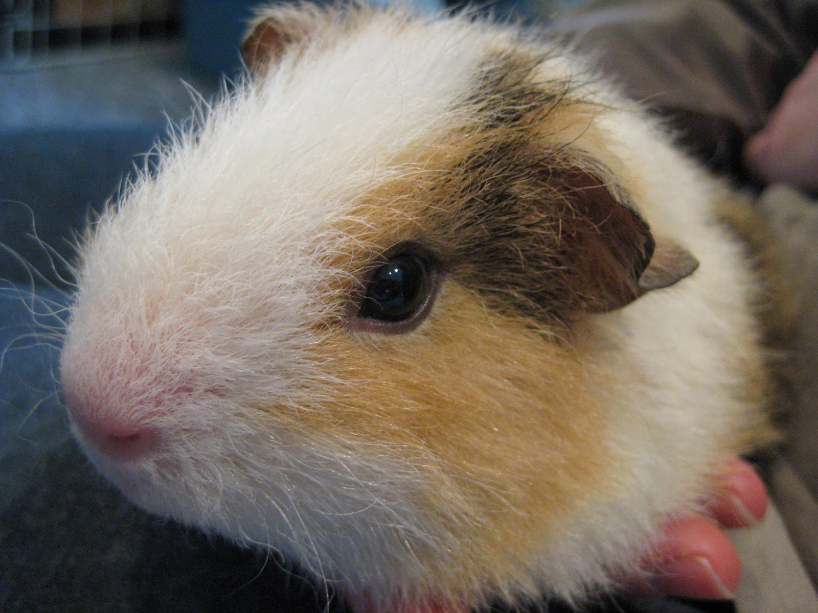 Undercover Guinea Pigs Bad news...and good news )