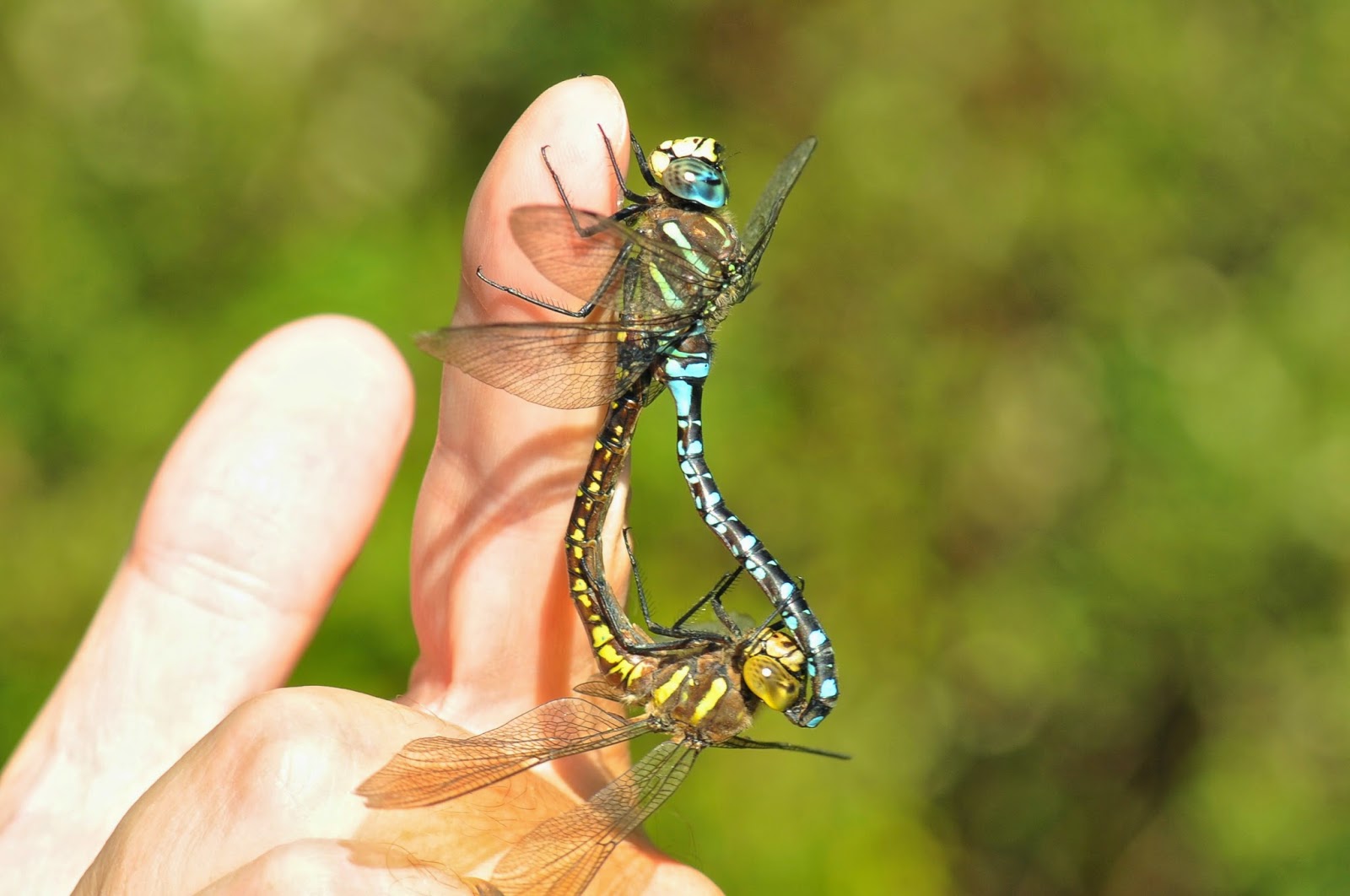 The Dragonfly Whisperer Wing Whacking in Dragonflies